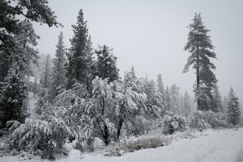 merry-christmas-IMG_0024-lr-1